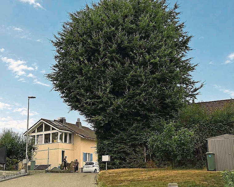Noch steht die markante Buche in Kölliken: Nach einem jahrelangen Nachbarschaftsstreit hat das Bundesgericht die Beschwerde der Besitzerin gegen die angeordnete Fällung abgewiesen.Bild: ZVG