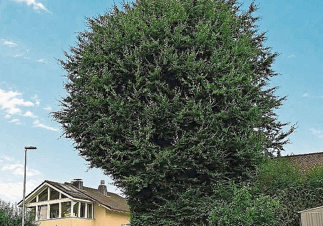 Noch steht die alte Rotbuche in Kölliken in voller Pracht. Am 26. November soll der markante Baum nach jahrelangem Rechtsstreit gefällt werden.Bild: ZVG
