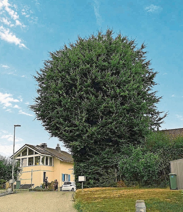 Noch steht die alte Rotbuche in Kölliken in voller Pracht. Am 26. November soll der markante Baum nach jahrelangem Rechtsstreit gefällt werden.Bild: ZVG