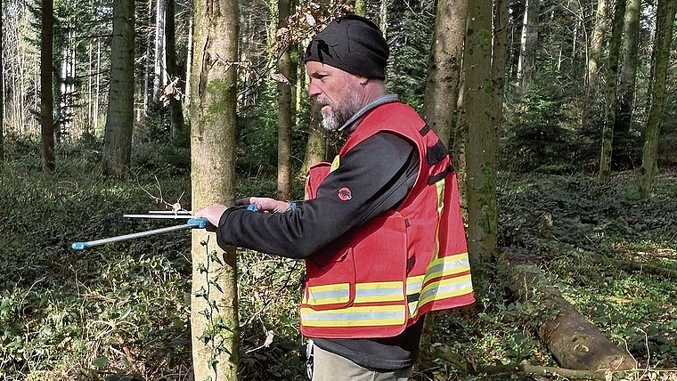 Der Durchmesser der Probebäume wird mit einer Kluppe auf 1,3 Meter Höhe gemessen, wobei der Schenkel der Kluppe genau zum Probeflächenzentrum zeigt.Bild: Kanton AG